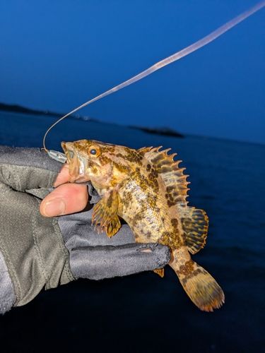 タケノコメバルの釣果