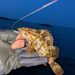 タケノコメバル