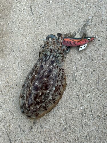 コウイカの釣果