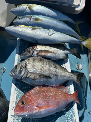 マダイの釣果