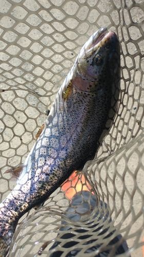 トラウトの釣果