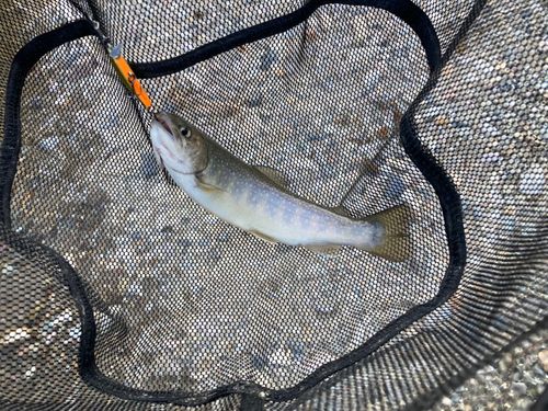 イワナの釣果