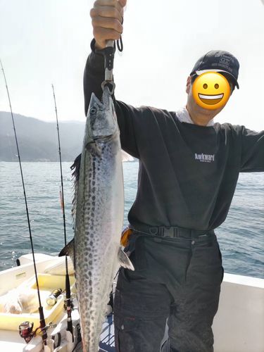 サワラの釣果