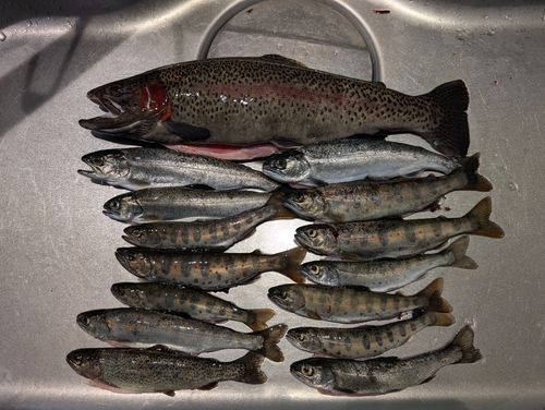 アマゴの釣果