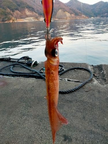 ヤリイカの釣果