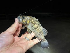 クロソイの釣果