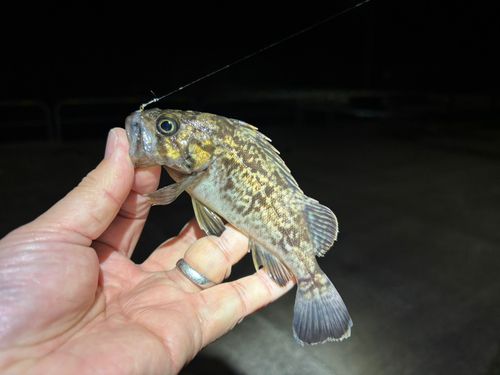 クロソイの釣果