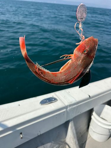 ホウボウの釣果