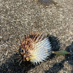 ハリセンボン