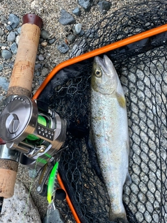 アマゴの釣果