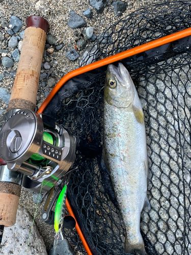 アマゴの釣果