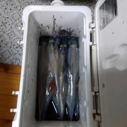 ササイカ