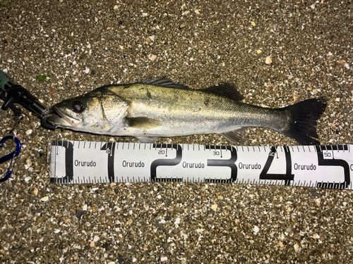 セイゴ（マルスズキ）の釣果