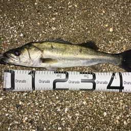 セイゴ（マルスズキ）