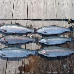 トラウトサーモン