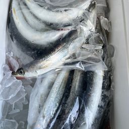 カマス