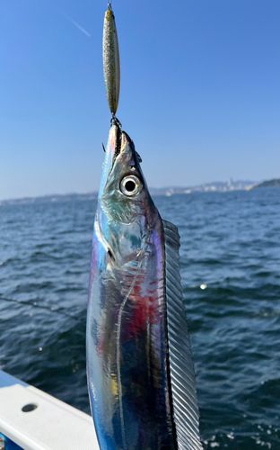 タチウオの釣果