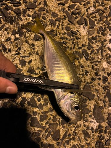 マアジの釣果