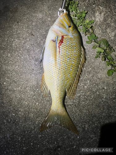 ハマフエフキの釣果