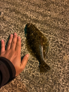 ヒラメの釣果