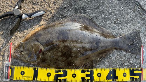ヒラメの釣果