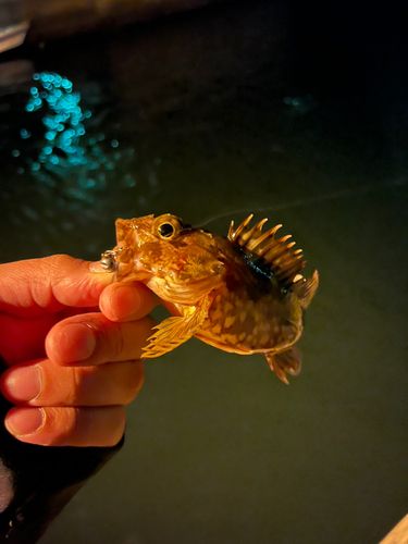 アラカブの釣果