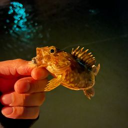 アラカブ