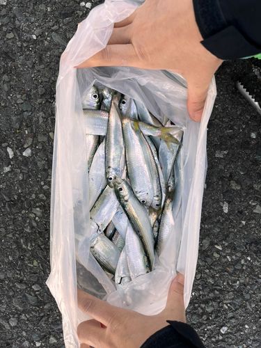 サッパの釣果