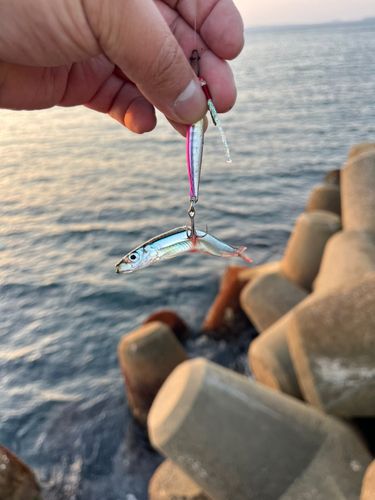 キビナゴの釣果
