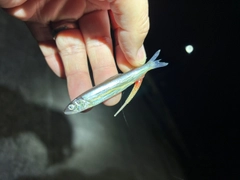 チアユの釣果