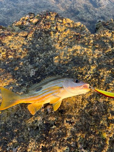 ヤマトビーの釣果