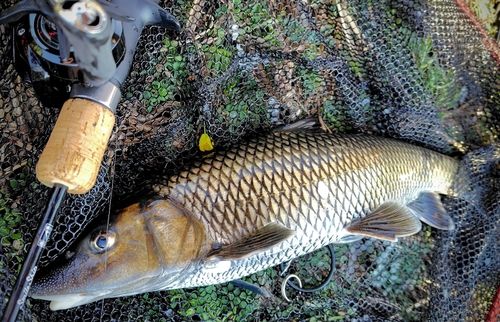 ニゴイの釣果
