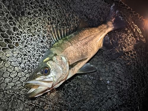 ヒラスズキの釣果