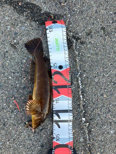 アイナメの釣果