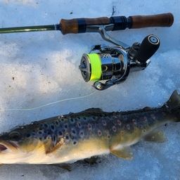 ブラウントラウト