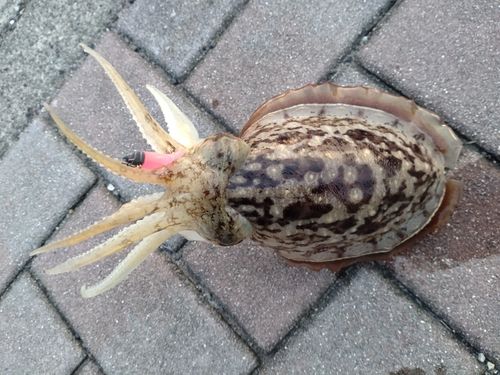 コウイカの釣果