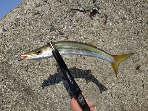 カマスの釣果