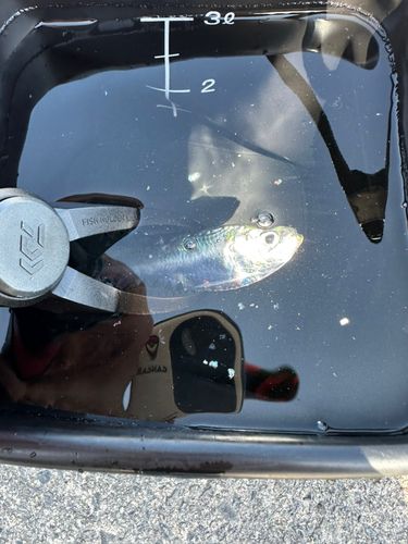 カタボシイワシの釣果