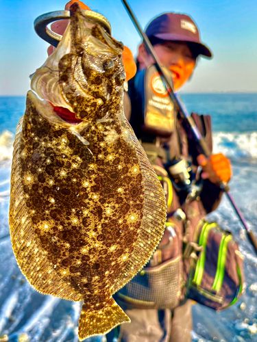 ヒラメの釣果