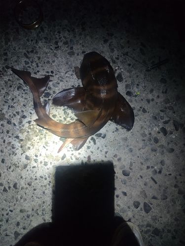 ネコザメ
