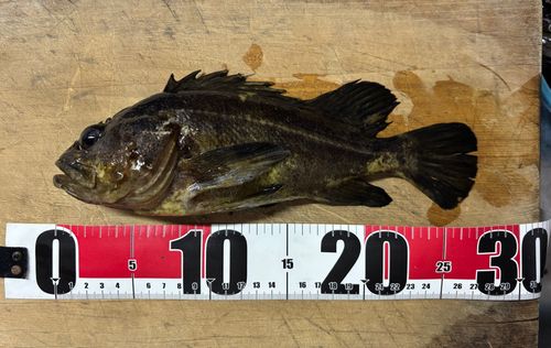 シマゾイの釣果