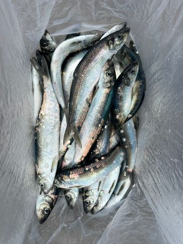 ニシンの釣果