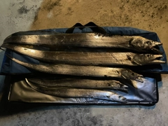 タチウオの釣果