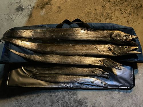 タチウオの釣果