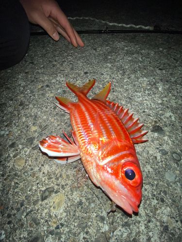 テリエビスの釣果