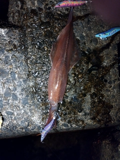 ヤリイカの釣果