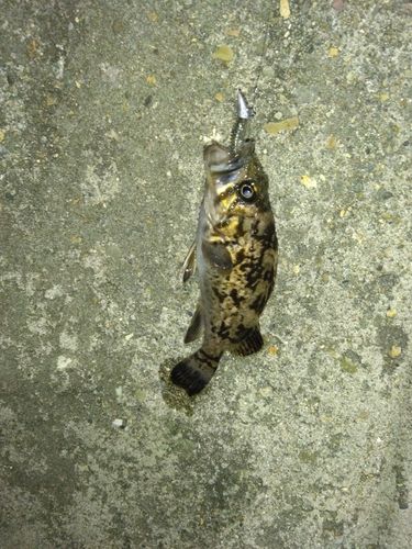 クロソイの釣果