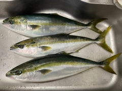 ワラサの釣果