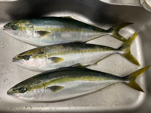 ワラサの釣果