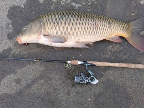 コイの釣果